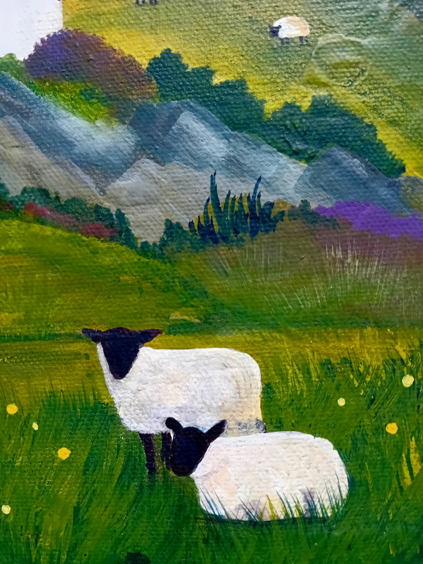 The Hill Sheep